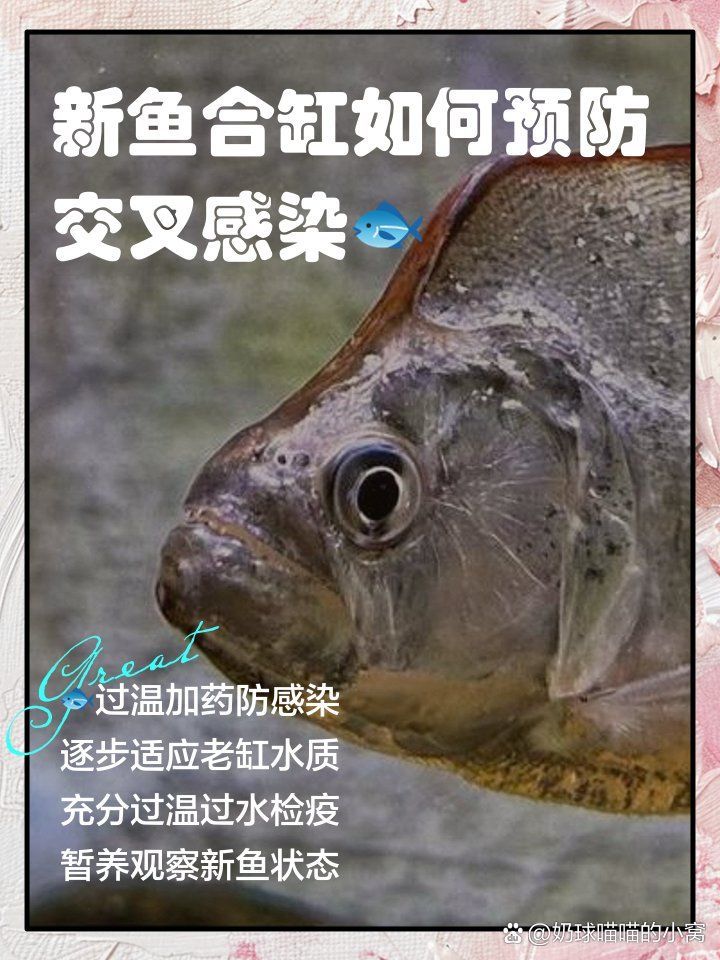 龍魚交叉感染的預防措施有哪些，如何預防龍魚交叉感染