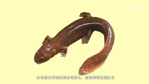 如何區(qū)分東方蠑螈和肥螈，東方蠑螈和肥螈哪個更常見如何區(qū)分