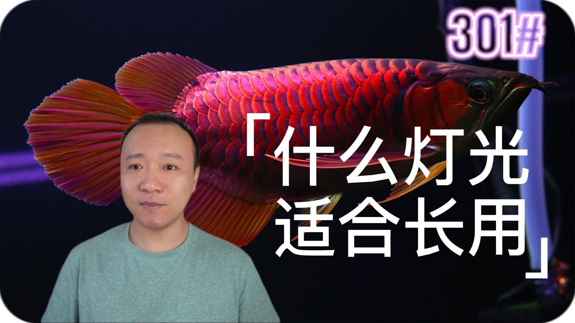龍魚燈的最佳色溫是多少？，龍魚燈的色溫選擇對照明效果有影響，6500k和10000k有何區(qū)別