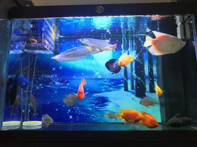 龍魚燈的最佳色溫是多少?,龍魚燈的色溫選擇對照明效果有影響,6500k和10000k有何區(qū)別