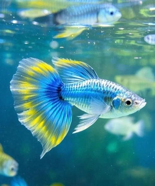 哪些魚種適合在魚缸中養？，適合家庭魚缸飼養的觀賞魚種