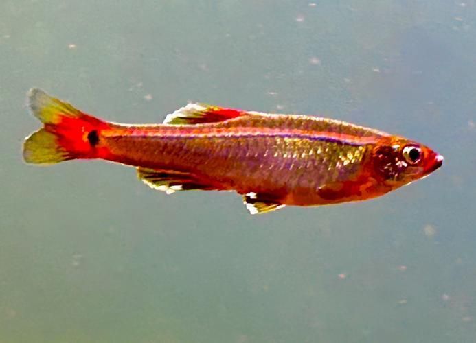 哪些魚種適合在魚缸中養？，適合家庭魚缸飼養的觀賞魚種