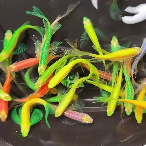 哪些魚種適合在魚缸中養？，適合家庭魚缸飼養的觀賞魚種