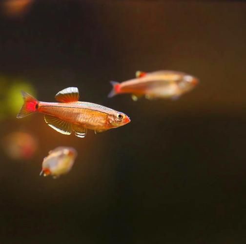 哪些魚種適合在魚缸中養？，適合家庭魚缸飼養的觀賞魚種