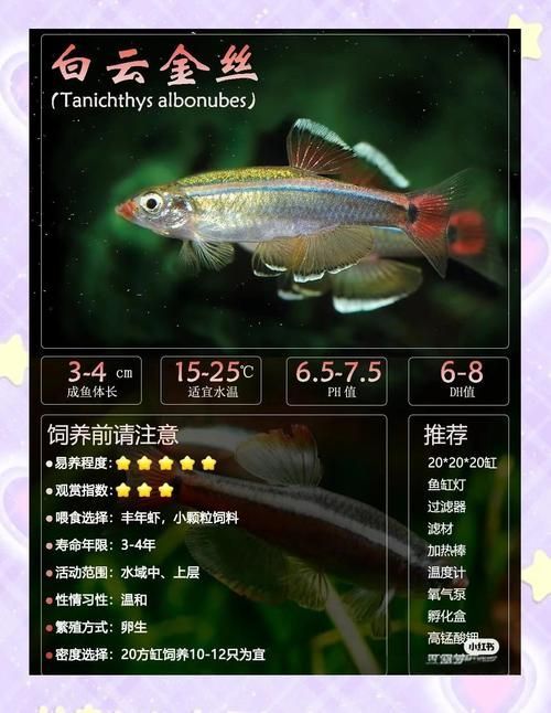 哪些魚種適合在魚缸中養？，適合家庭魚缸飼養的觀賞魚種