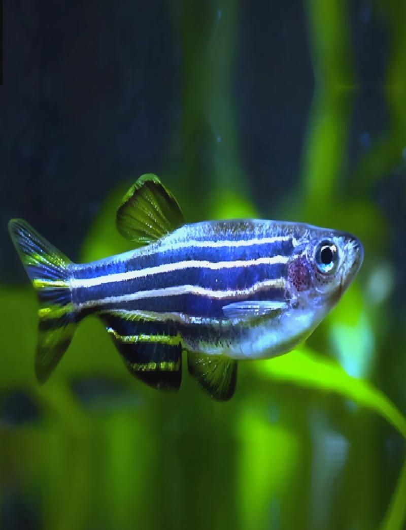 哪些魚種適合在魚缸中養？，適合家庭魚缸飼養的觀賞魚種