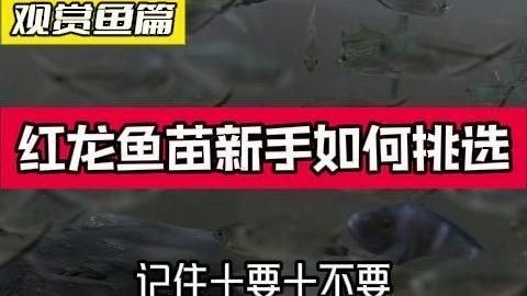 挑選紅龍魚幼苗時，價格應該多少合適？，挑選紅龍魚幼苗時,價格應該多少合適?