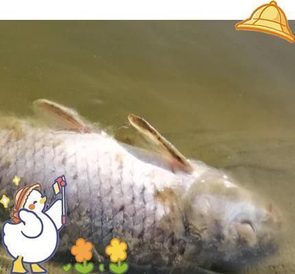 如何預防水霉病和細菌性爛鰓病