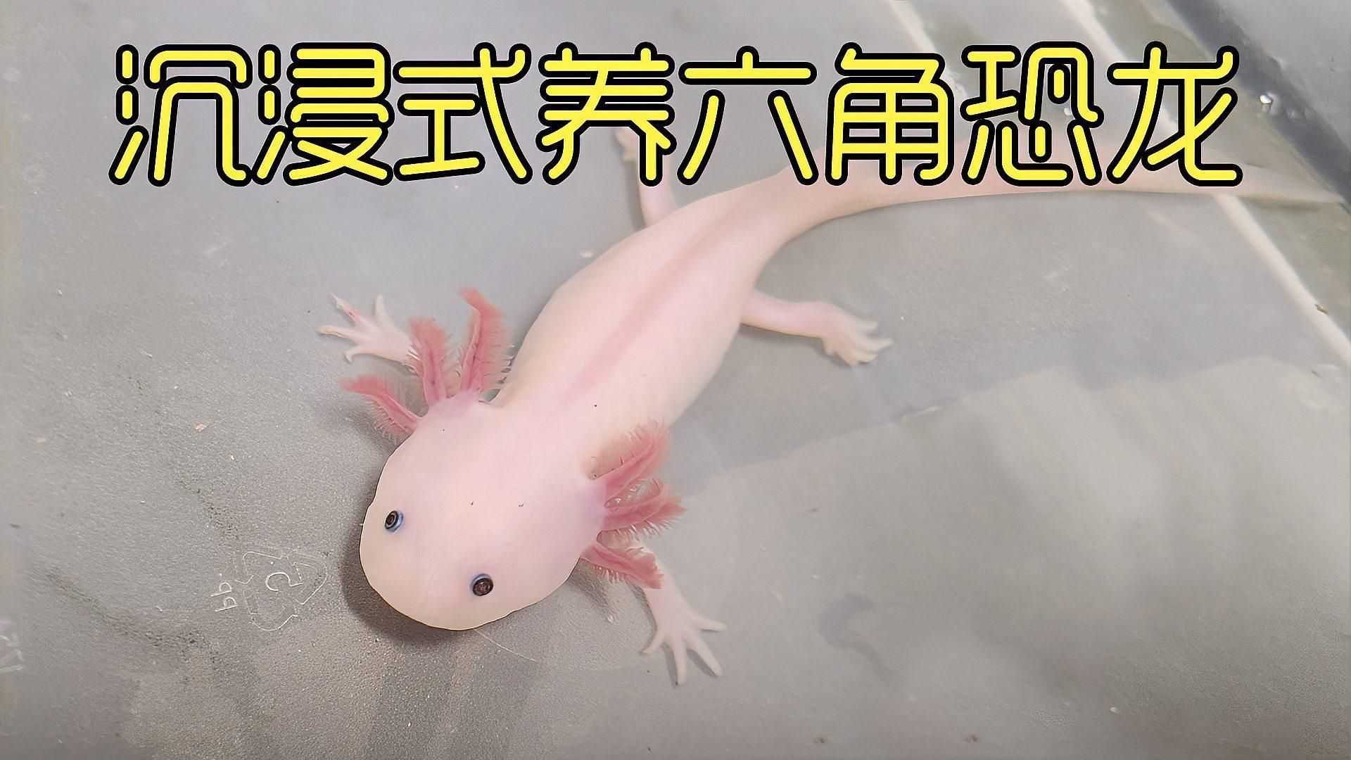 如何正確飼養六角恐龍魚，六角恐龍的飼養指南