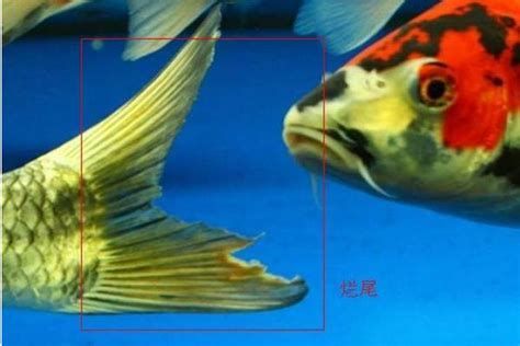 觀賞魚(yú)受傷了能自愈嗎，觀賞魚(yú)受傷了能自愈嗎，詳解與護(hù)理指南