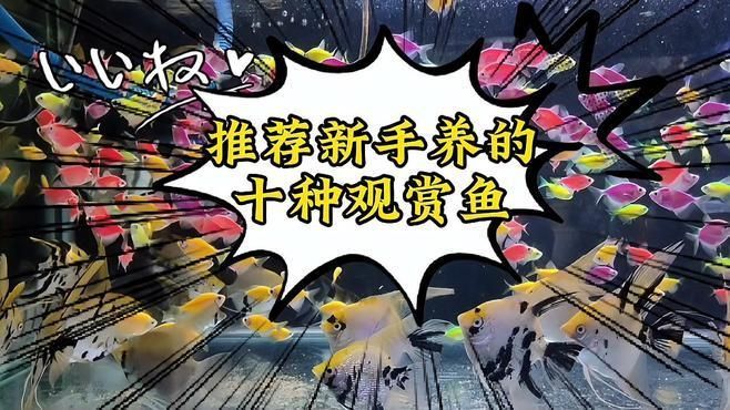 有哪些適合西安的觀賞魚品種，適合在西安養殖的30種觀賞魚品種，紅龍魚苗多久換一次水