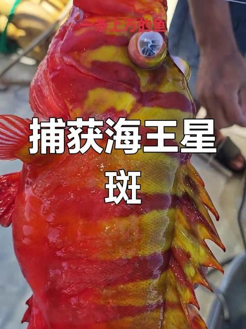 除了錦鯉和龍魚，還有哪些觀賞魚價格昂貴？