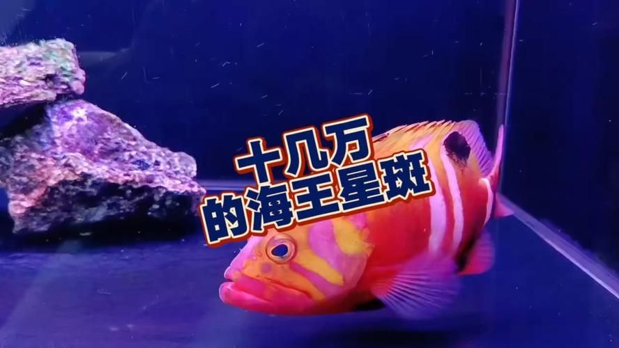 除了錦鯉和龍魚，還有哪些觀賞魚價格昂貴？