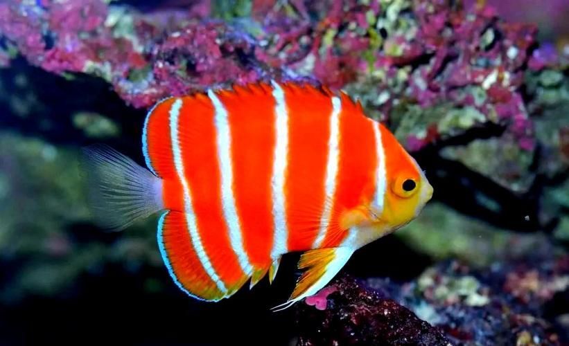 除了錦鯉和龍魚，還有哪些觀賞魚價格昂貴？