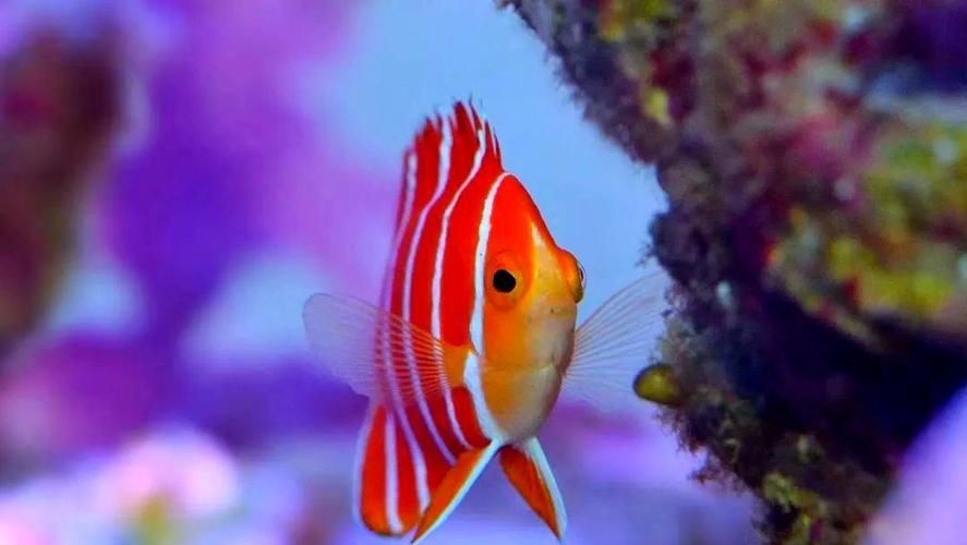 除了錦鯉和龍魚，還有哪些觀賞魚價格昂貴？