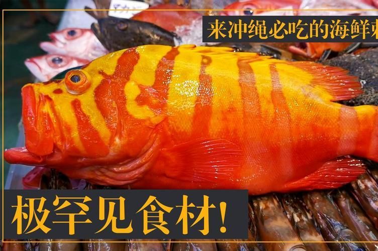除了錦鯉和龍魚，還有哪些觀賞魚價格昂貴？