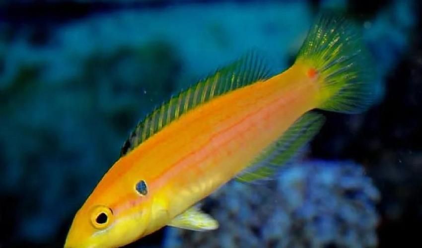 除了錦鯉和龍魚，還有哪些觀賞魚價格昂貴？