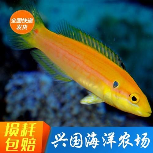 除了錦鯉和龍魚，還有哪些觀賞魚價格昂貴？