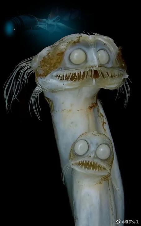 深海龍魚與人類有何關聯？，“深海龍魚”與人類的關聯