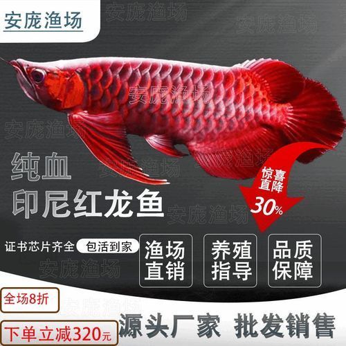 哪里可以買到便宜的紅龍魚苗？，哪里可以買到便宜且相對靠譜的紅龍魚苗？