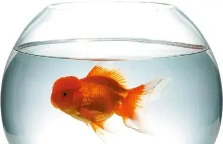 金魚魚鱗掉了會自己長出來嗎，金魚魚鱗掉了會自己長出來嗎金魚魚鱗掉了會自己長出來嗎