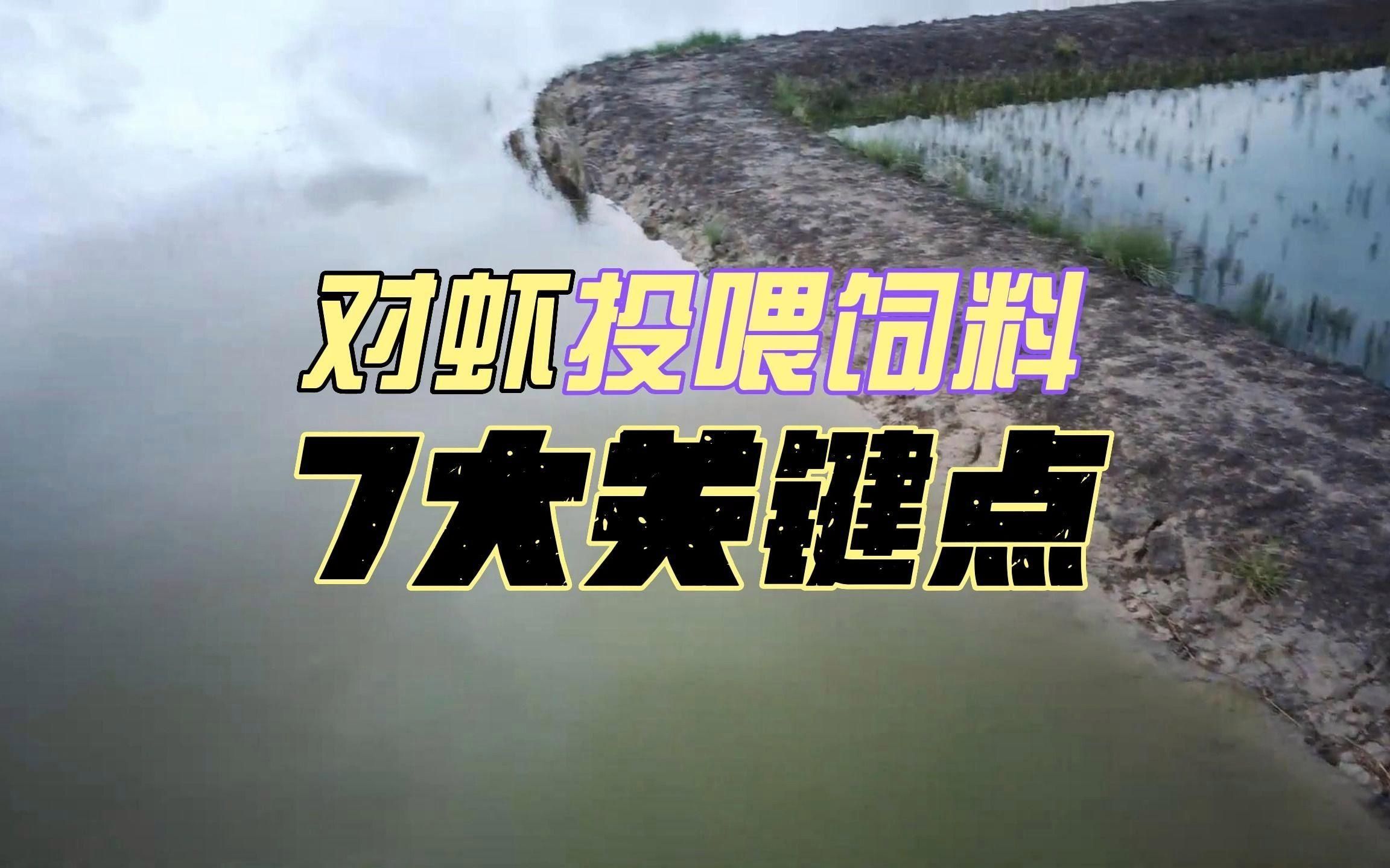 蝦類投喂時需要注意什么，蝦類投喂時需要注意什么？
