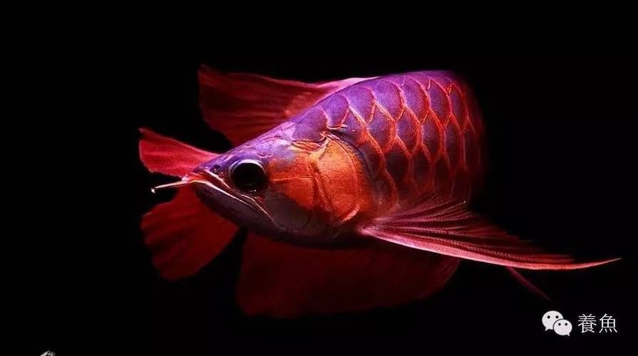 岳西龍魚有哪些獨特品種?,安徽省岳西龍魚的獨特品種和風味而聞名,岳西龍魚有哪些獨特品種