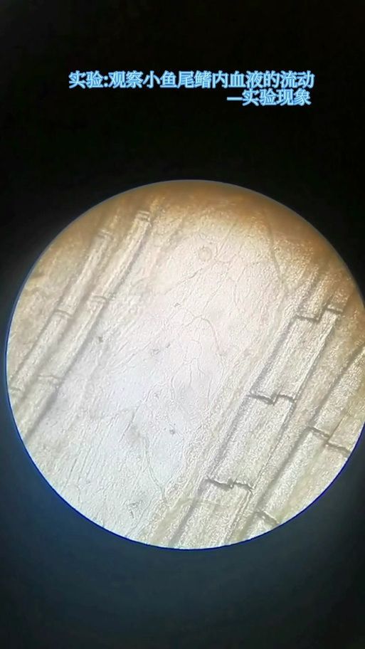 如何治療魚鰭根部紅腫充血，arxiv論文助手治療魚鰭根部紅腫充血是觀賞魚常見細菌性感染癥狀