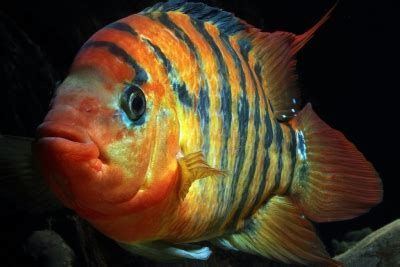紅老虎魚，紅老虎魚游動時如風的紅得如火、游動時如風的紅老虎魚