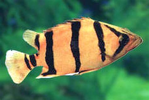 紅老虎魚，紅老虎魚游動時如風的紅得如火、游動時如風的紅老虎魚