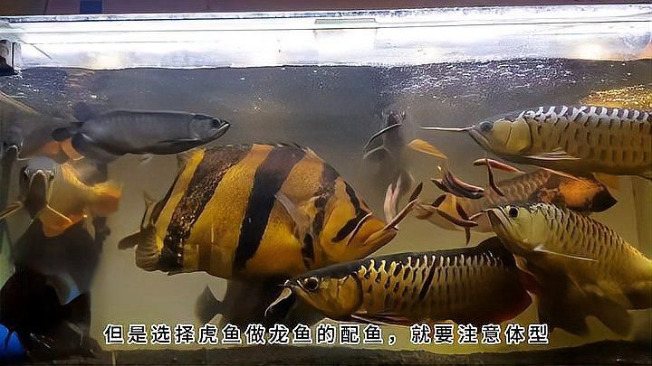有哪些魚種與龍魚相性最好？，與龍魚相性最好的幾種魚種