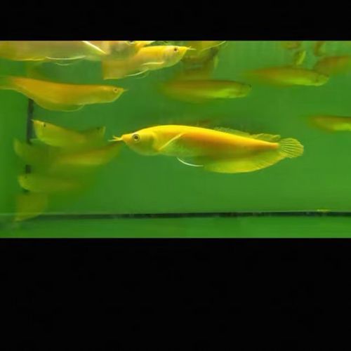 港南龍魚的價格是多少？，港南龍魚的價格是多少港南龍魚的價格是多少
