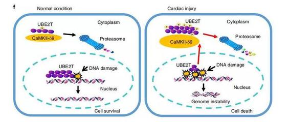 咖啡配料表咖啡豆和咖啡粉的區別(咖啡原料用咖啡豆咖啡粉有什么區別)