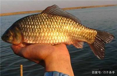 老魚匠水泵配件(老魚匠水泵拆解視頻)