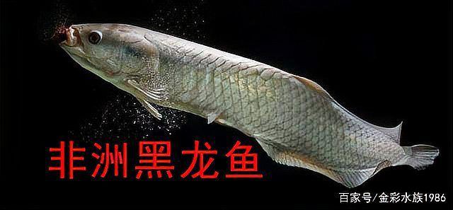 馬來西亞金龍魚價格，聽魚場老板揭秘龍魚價格內幕一起聽點平常聽不到的干貨