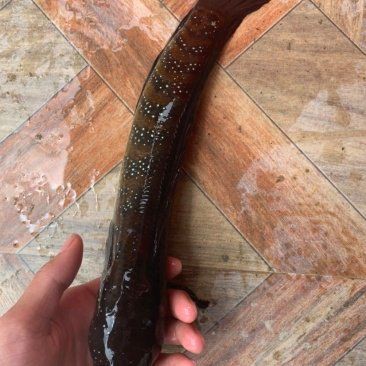 招財龍魚的市場價格是多少？，“財神爺”資深玩家揭秘五大陷阱養魚新手慎入