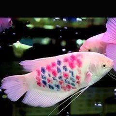 招財龍魚的市場價格是多少？，“財神爺”資深玩家揭秘五大陷阱養魚新手慎入