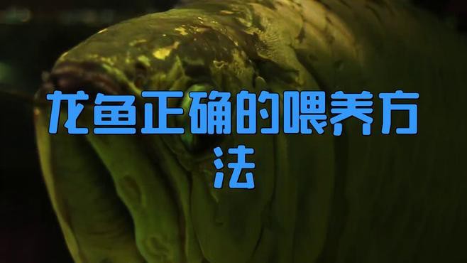 古龍魚不同生長階段如何選擇飼料？，古龍魚吃什么食物長得最快袁物先森成長全階段喂食攻略