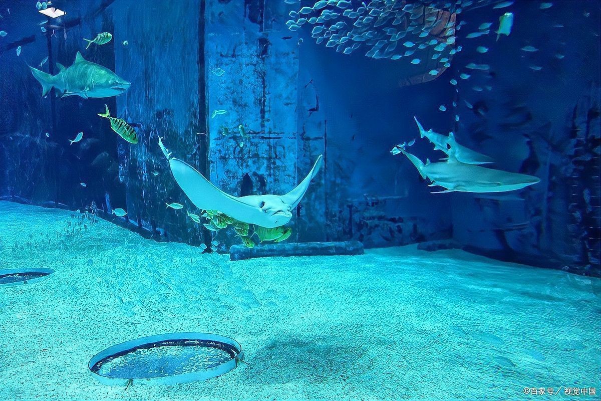 西安港務區水族店，西安國際港務區水族店