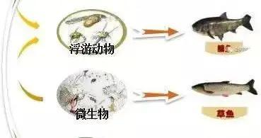 龍魚白眼珠的原因龍魚白眼珠的處理方法