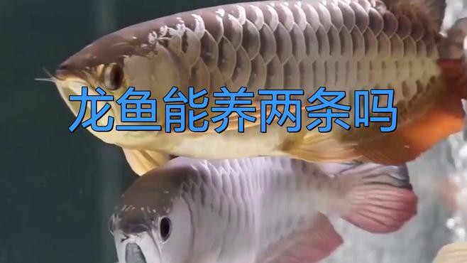 如何判斷兩條龍魚是否打架？，如何判斷兩條龍魚是否打架