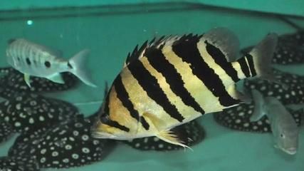 虎魚喂養技巧：虎魚的飼養技巧