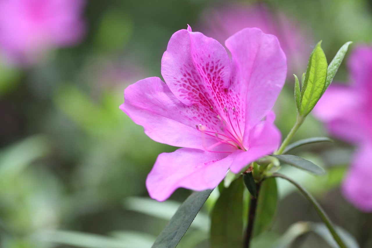 可以把玫瑰花放到魚缸里養(yǎng)嘛(可以把玫瑰花放到魚缸里養(yǎng)嘛視頻)