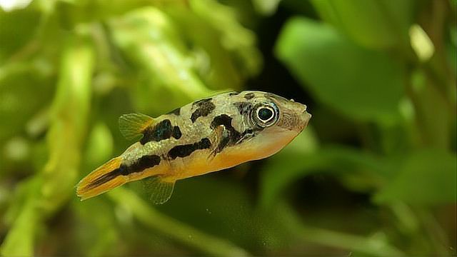 潛水艇魚盡量少吃的原因及解決方法，家庭醫生在線潛水艇魚便秘的原因及根治辦法