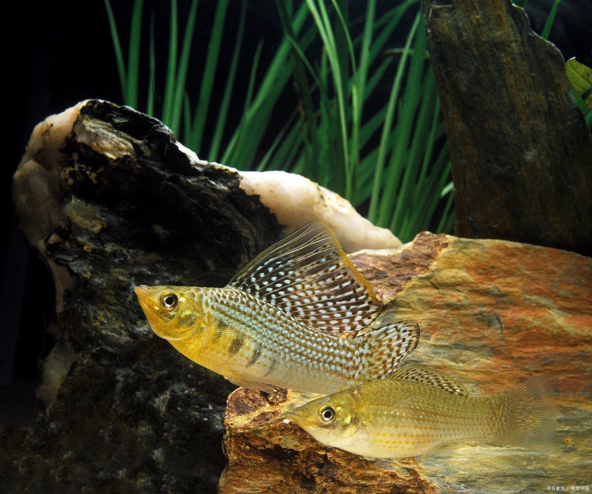 曼龍魚的最佳混養伙伴，曼龍魚混養選擇的秘訣