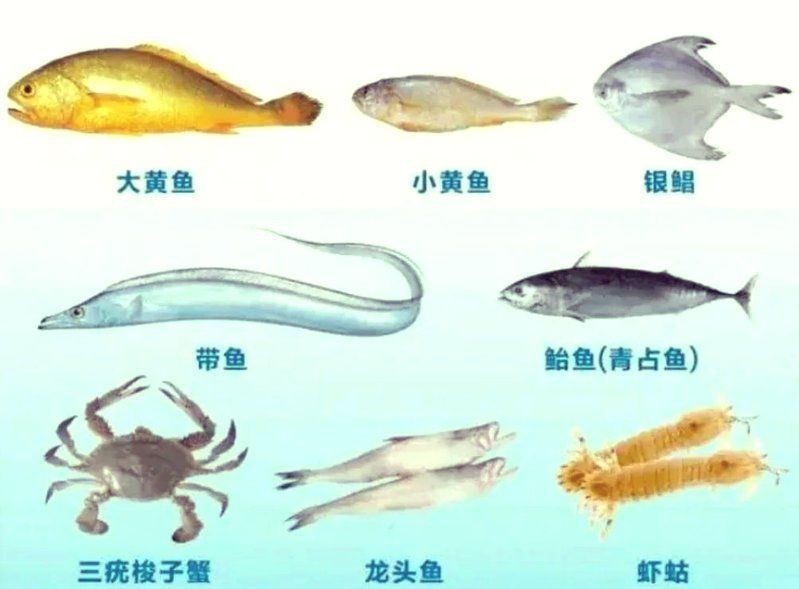 有哪些魚是禁止買賣的？，8種海鮮禁售寧波市海曙區人民政府禁售海鮮清單心有一片清荷