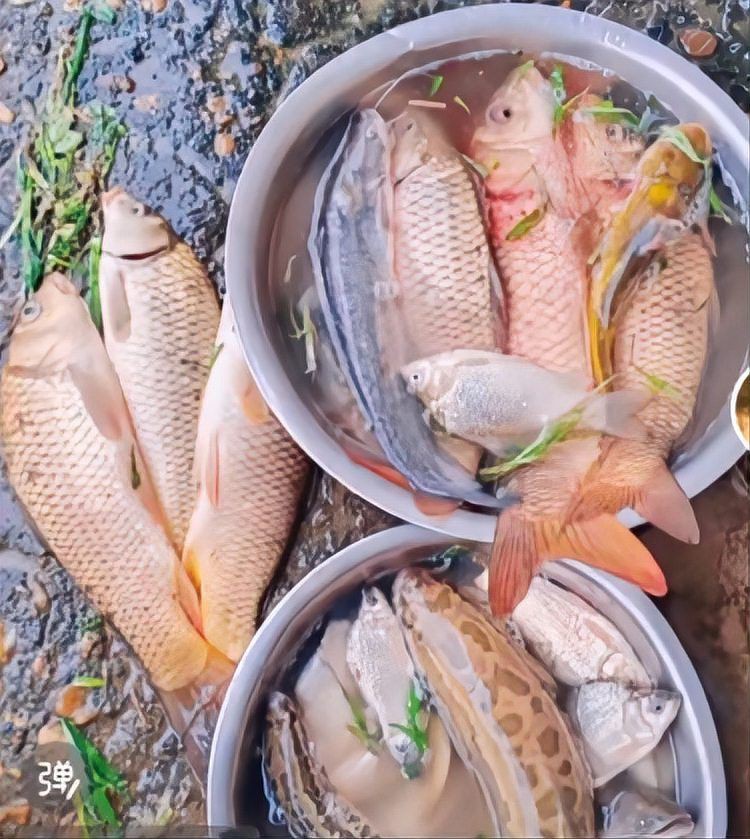 有哪些魚是禁止買賣的？，8種海鮮禁售寧波市海曙區人民政府禁售海鮮清單心有一片清荷