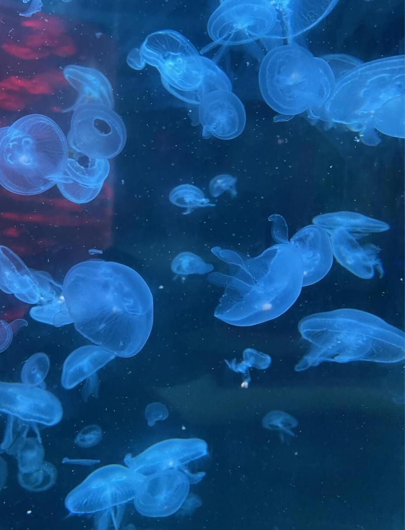 漳州水族館，漳州天柱山海洋大世界奇幻之旅，海洋生物展示場所