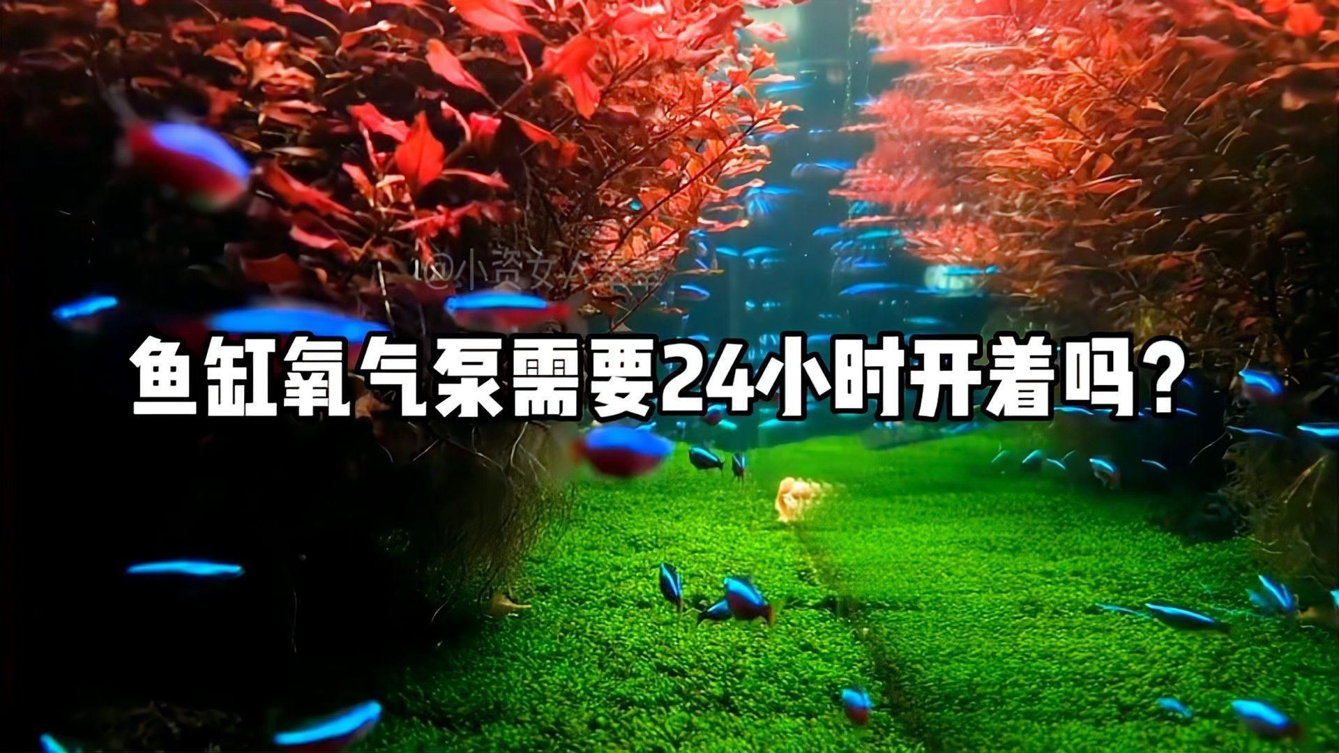 魚缸增氧泵需要一直開著嗎，魚缸增氧泵是否需要一直開著