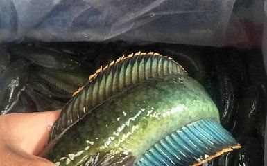 龍魚什么價格市場價，金龍魚價格波動趨勢分析龍魚價格波動趨勢分析